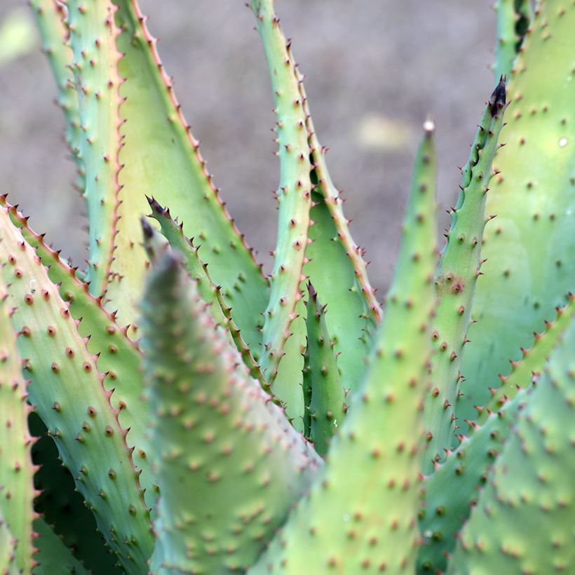 Aloe marlothii (Fogliame)