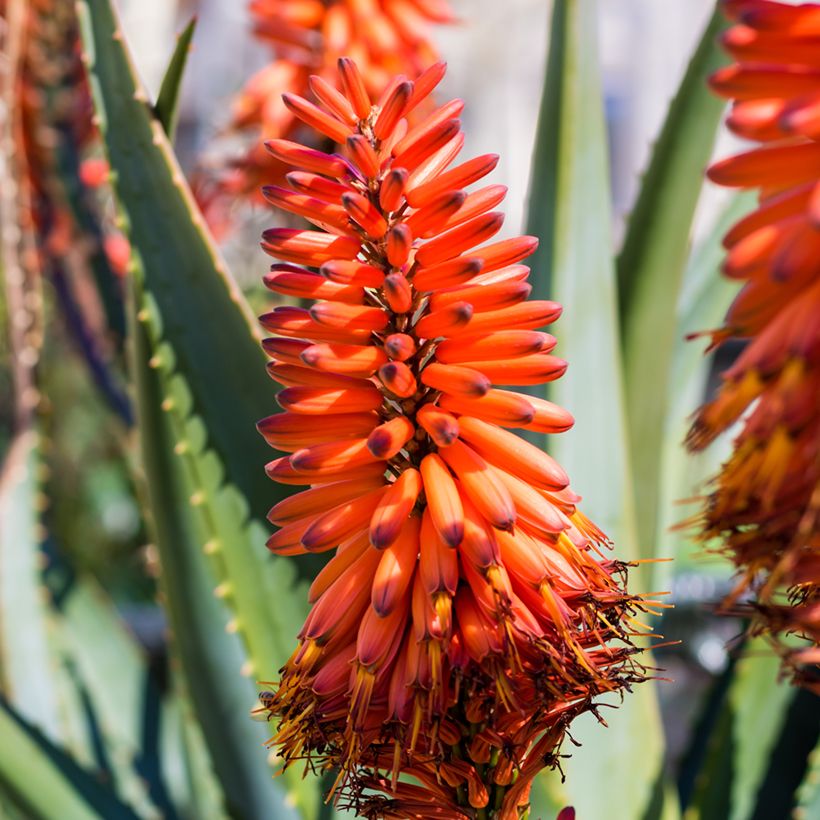 Aloe marlothii (Fioritura)