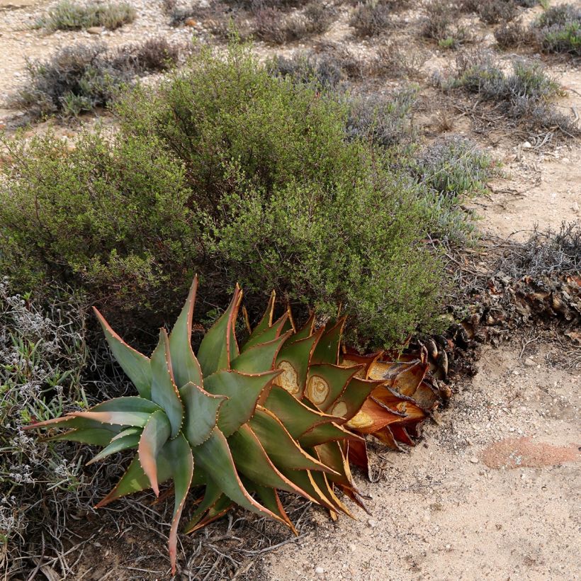 Aloe perfoliata (Plant habit)