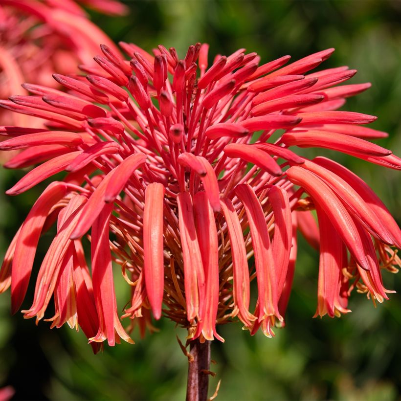 Aloe perfoliata (Flowering)