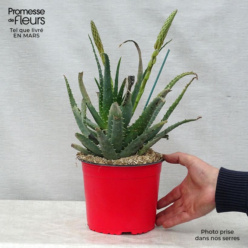 Example of Aloe spinosissima Vaso da 2L/3L as you get in printemps