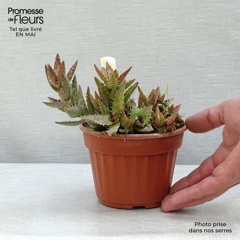 Example of Aloe squarrosa Vaso da Ø 12 cm / 13 cm as you get in printemps