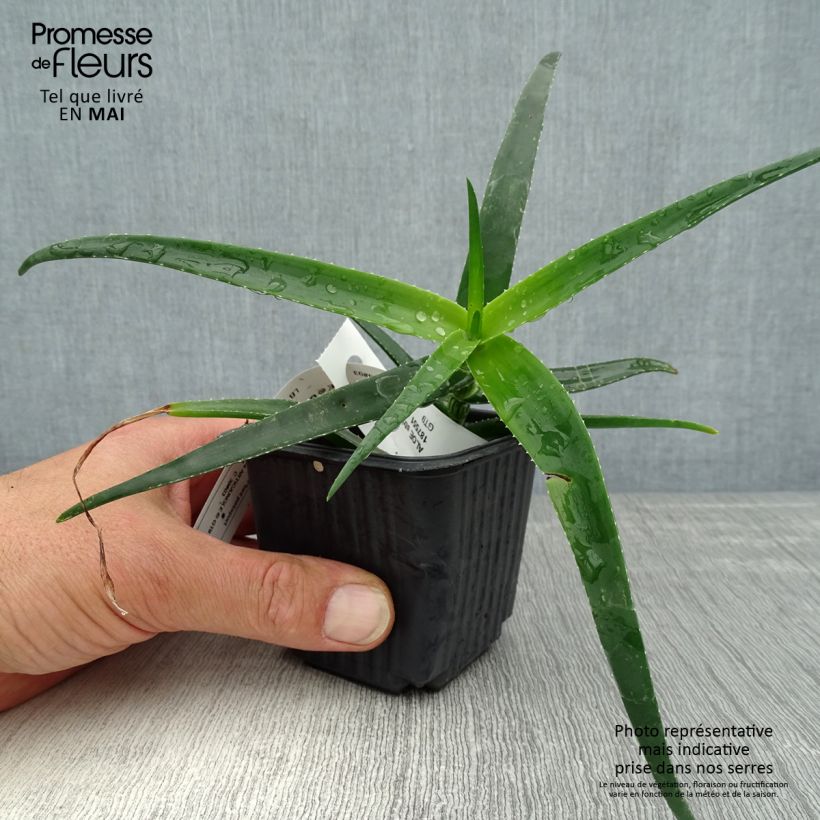 Example of Aloe striatula ArticJungle Vasetto da 8/9 cm as you get in printemps