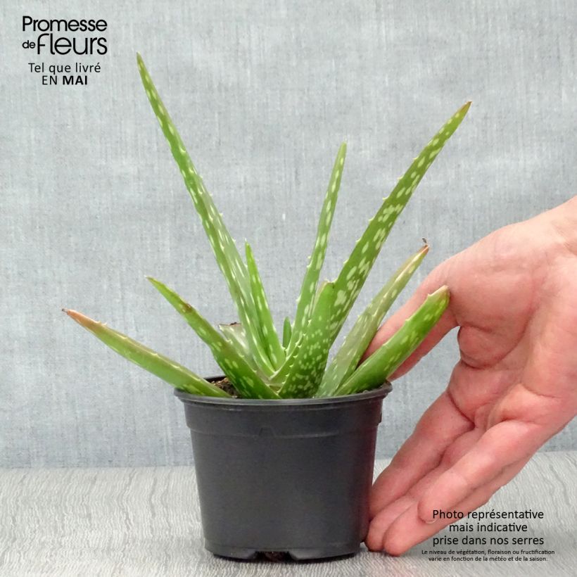 Aloe vera - Aloe delle Barbados Vasetto da 7/8 cm esemplare consegnato in primavera