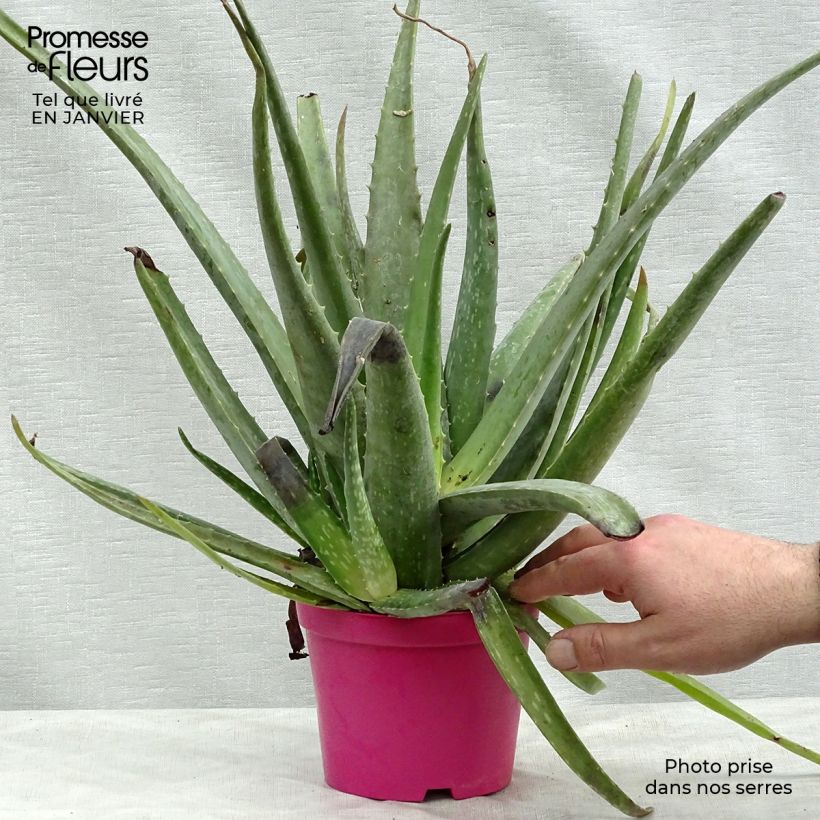 Aloe vera - Aloe delle Barbados Vaso da Ø 12 cm / 13 cm esemplare consegnato in inverno