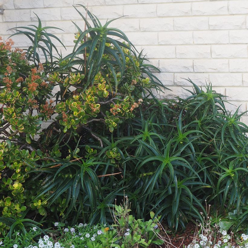 Aloe striatula ArticJungle (Plant habit)
