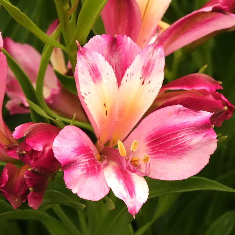 Alstroemeria Duchesses d'Anjou Emilie  (Fioritura)