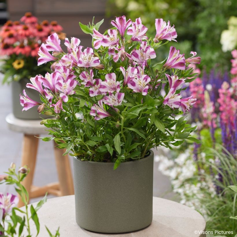 Alstroemeria Duchesses d'Anjou Valentine (Porto)