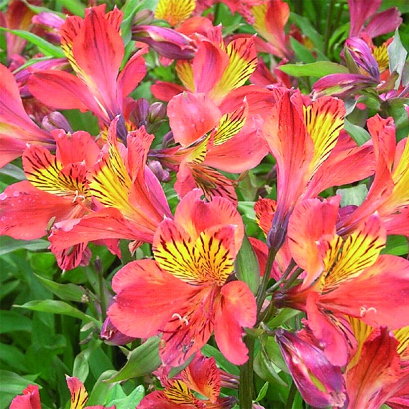 Alstroemeria Inca Tropic (Fioritura)