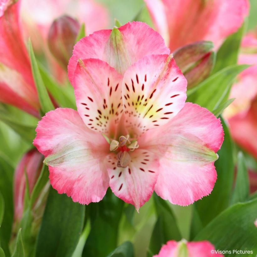 Alstroemeria Pitchounes Charlotte (Fioritura)