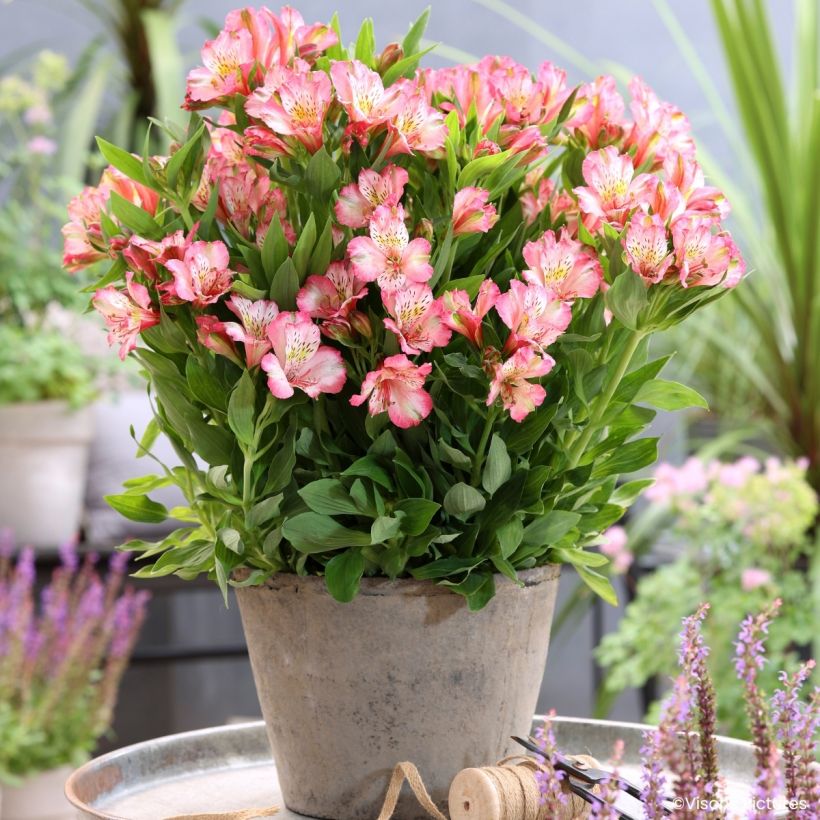 Alstroemeria Pitchounes Charlotte (Porto)