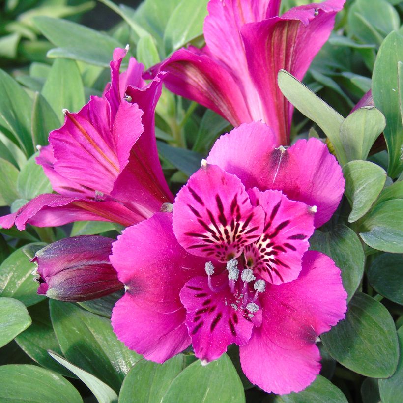 Alstroemeria Pitchounes Leonie - Lys des Incas (Fioritura)