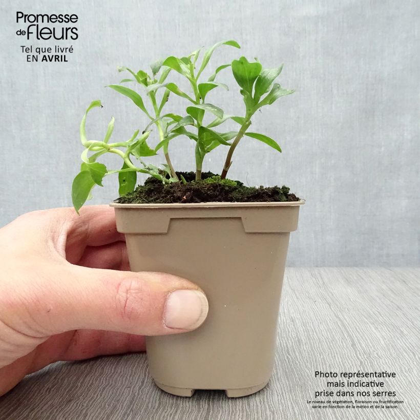 Example of Alstroemeria Duc d'Anjou Arthur Vasetto da 8/9 cm as you get in printemps