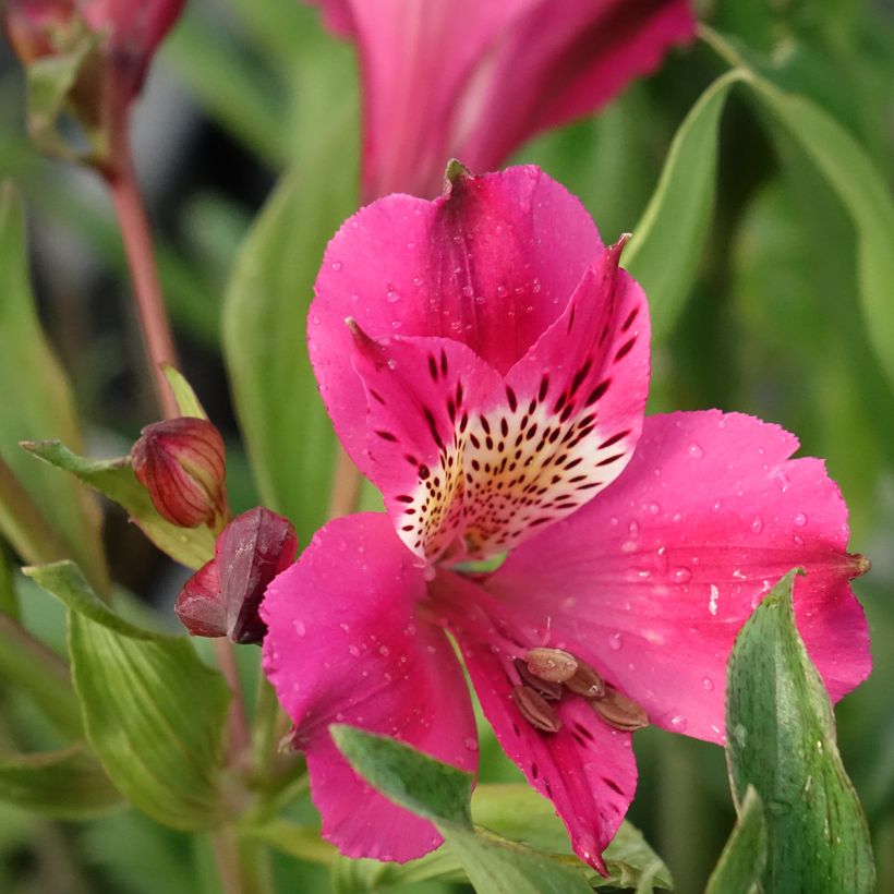 Alstroemeria Duc d'Anjou Edouard (Fioritura)