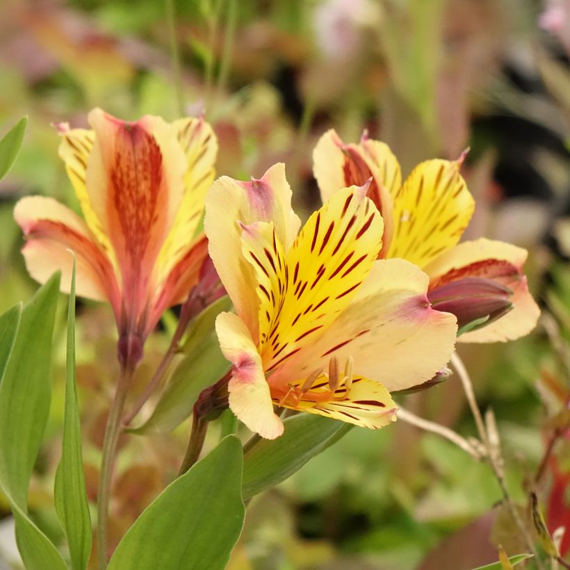 Alstroemeria Duc d'Anjou Nicolas (Fioritura)
