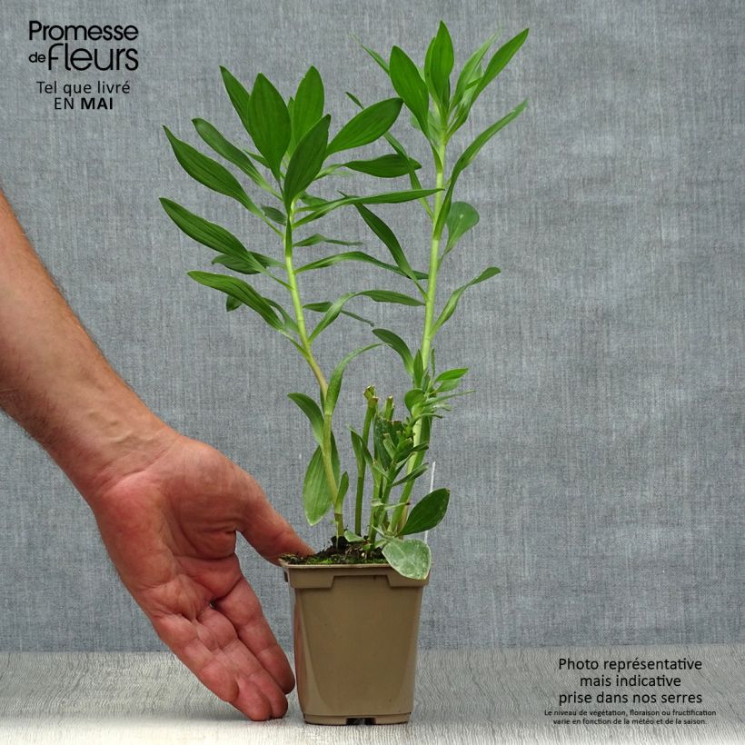 Alstroemeria Duc d'Anjou Charles Vasetto da 8/9 cm esemplare consegnato in primavera