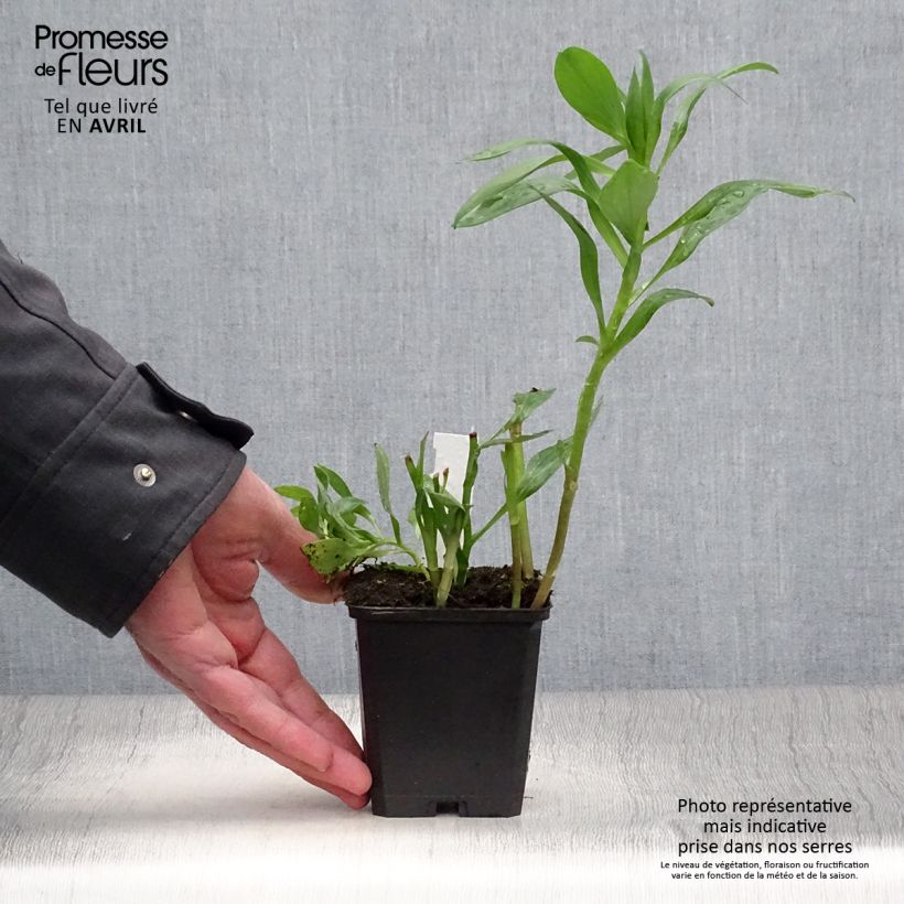 Example of Alstroemeria Duc d'Anjou Edouard Vasetto da 8/9 cm as you get in printemps