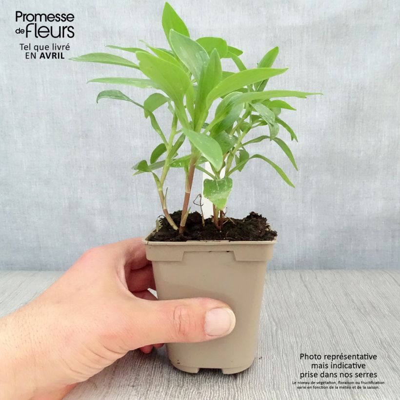 Alstroemeria Duc d'Anjou Nicolas Vasetto da 8/9 cm esemplare consegnato in primavera