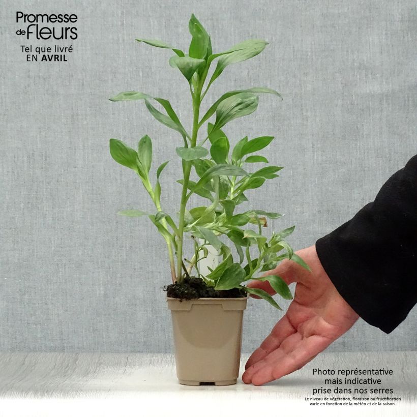 Alstroemeria Duc d'Anjou William Vasetto da 8/9 cm esemplare consegnato in primavera