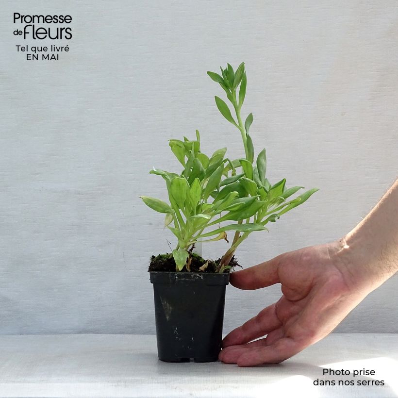 Example of Alstroemeria Duchesses Aliénor Vasetto da 8/9 cm as you get in printemps