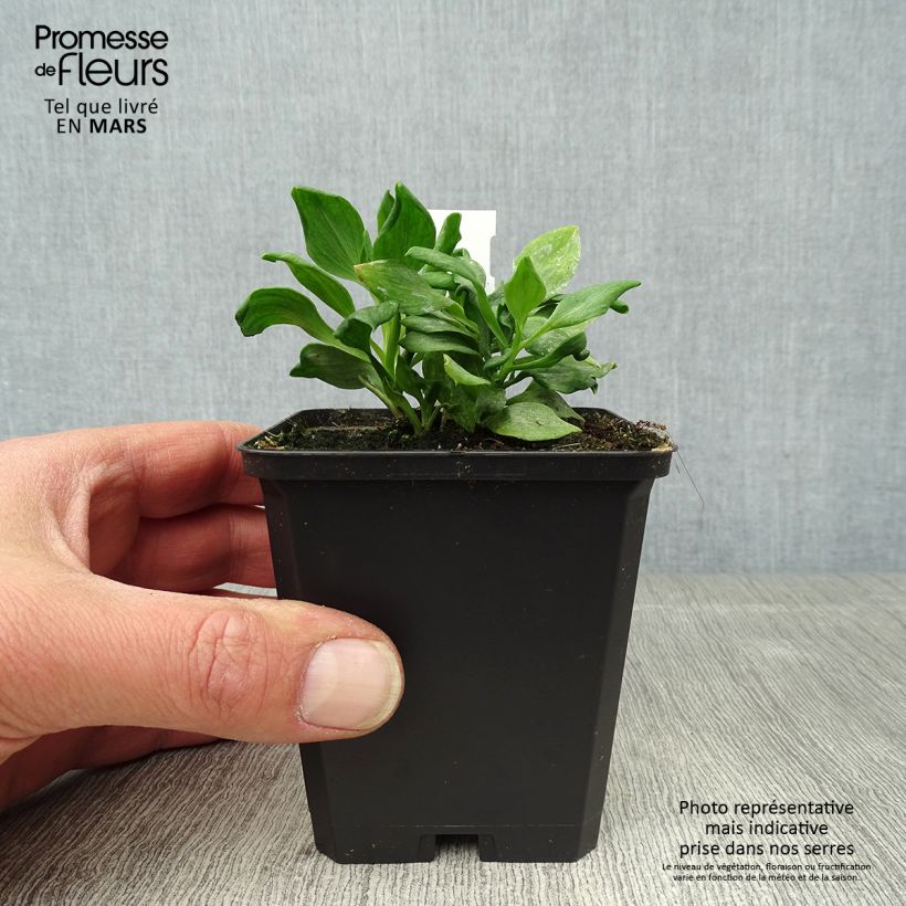 Example of Alstroemeria Duchesses Diane Vasetto da 8/9 cm as you get in printemps