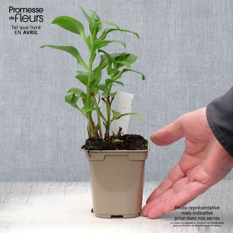 Example of Alstroemeria Duchesse Elisabeth Vasetto da 8/9 cm as you get in printemps