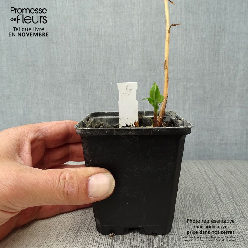 Esemplare di Alstroemeria Duchesse Elisabeth Vasetto da 8/9 cm come consegnato in autunno