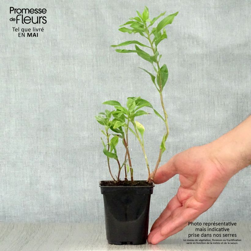 Example of Alstroemeria Duchesses Marguerite Vasetto da 8/9 cm as you get in printemps