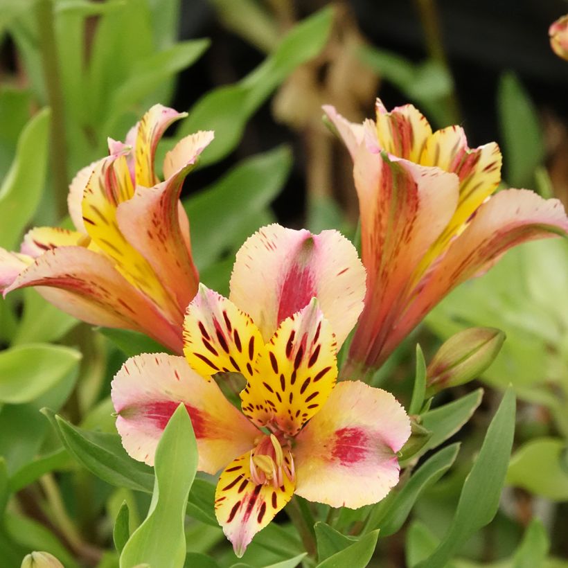 Alstroemeria Duchesses Marguerite (Fioritura)