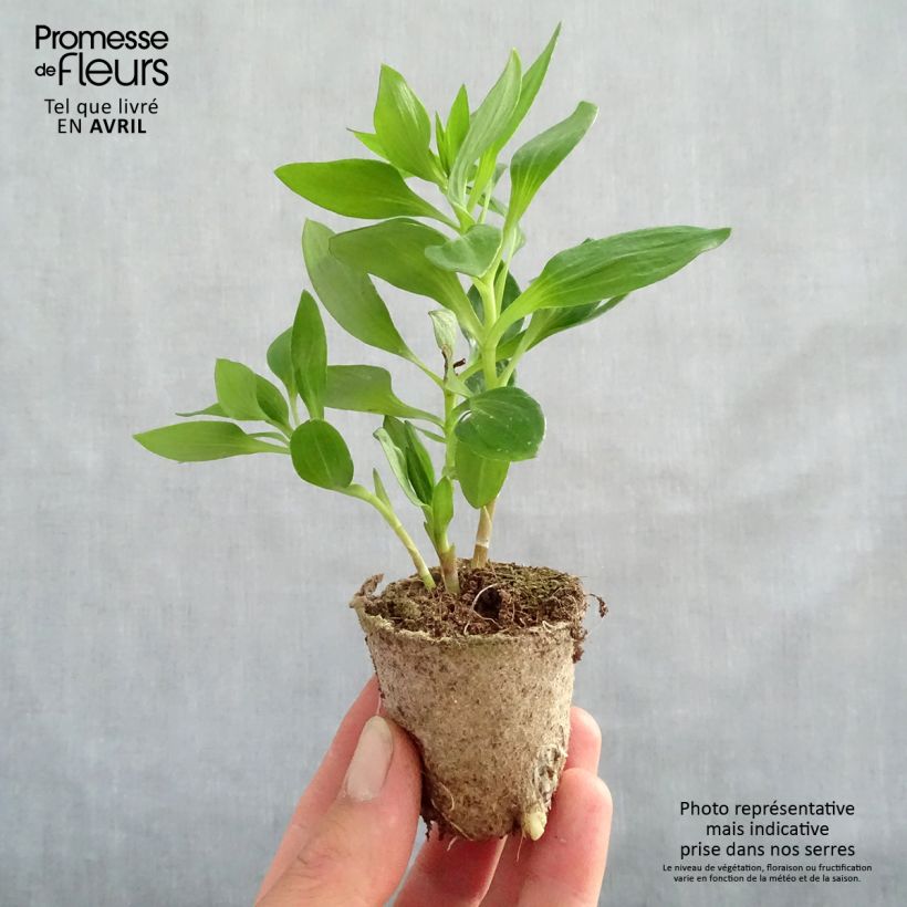 Alstroemeria Inticancha Bryce zolla 4 cm x 4,5 cm esemplare consegnato in primavera