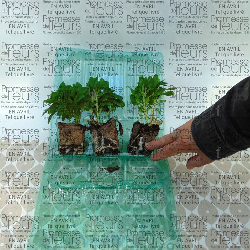 Esempio di esemplare Alstroemeria Inticancha Cabana zolla 4 cm x 4,5 cm come consegnato