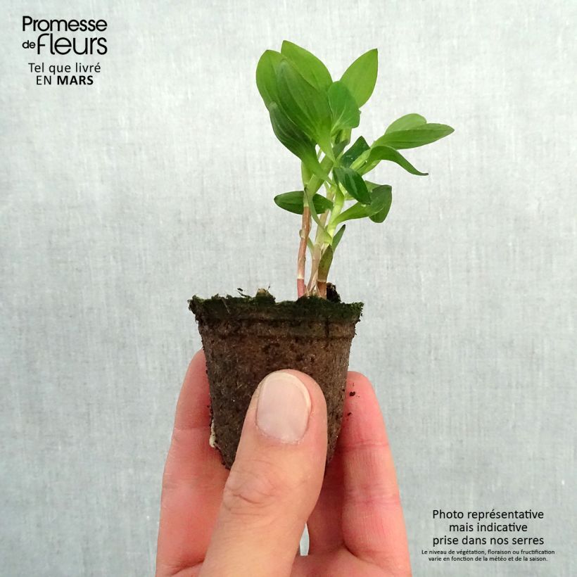 Alstroemeria Inticancha Dark Purple zolla 4 cm x 4,5 cm esemplare consegnato in primavera