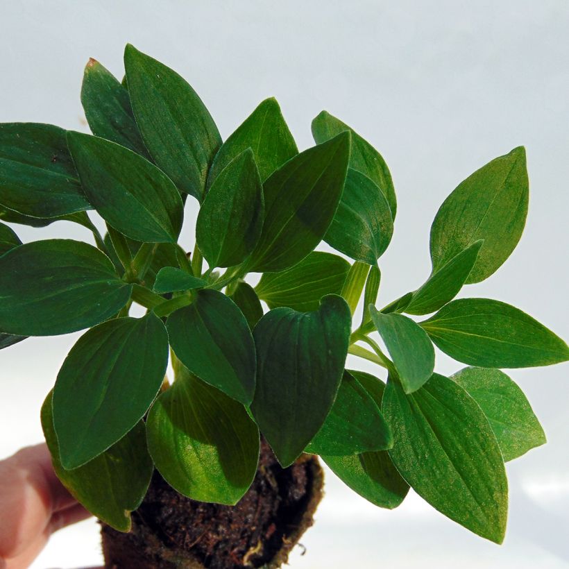 Alstroemeria Inticancha Navajo (Foliage)