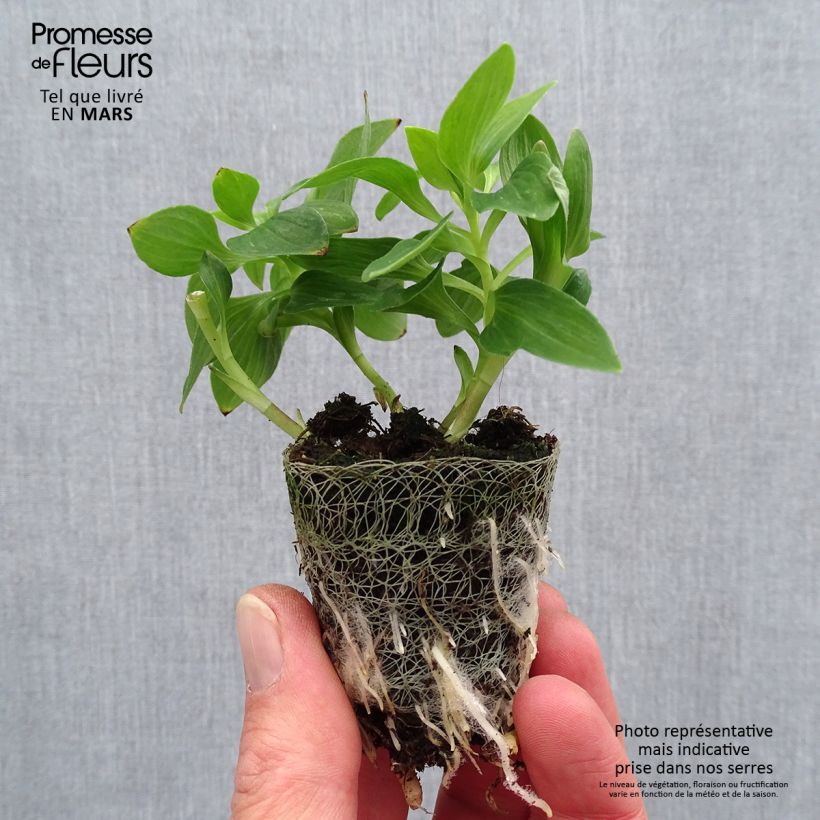 Example of Alstroemeria Inticancha Navajo zolla 4 cm x 4,5 cm as you get in printemps