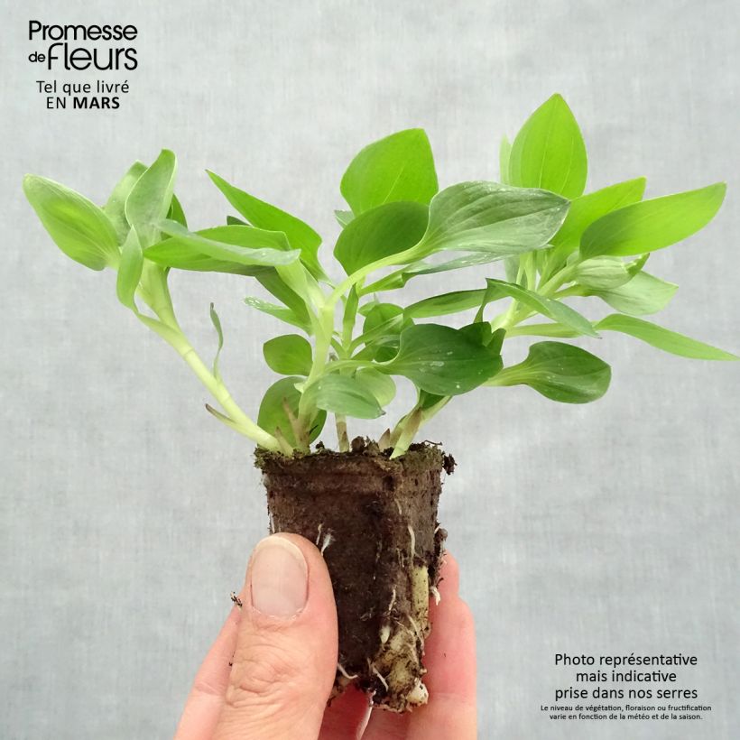 Alstroemeria Inticancha Sunday zolla 4 cm x 4,5 cm esemplare consegnato in primavera