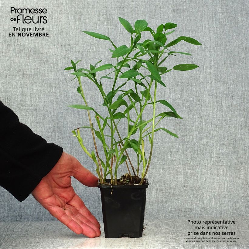 Esemplare di Alstroemeria Majestic Layon Vasetto da 8/9 cm come consegnato in autunno