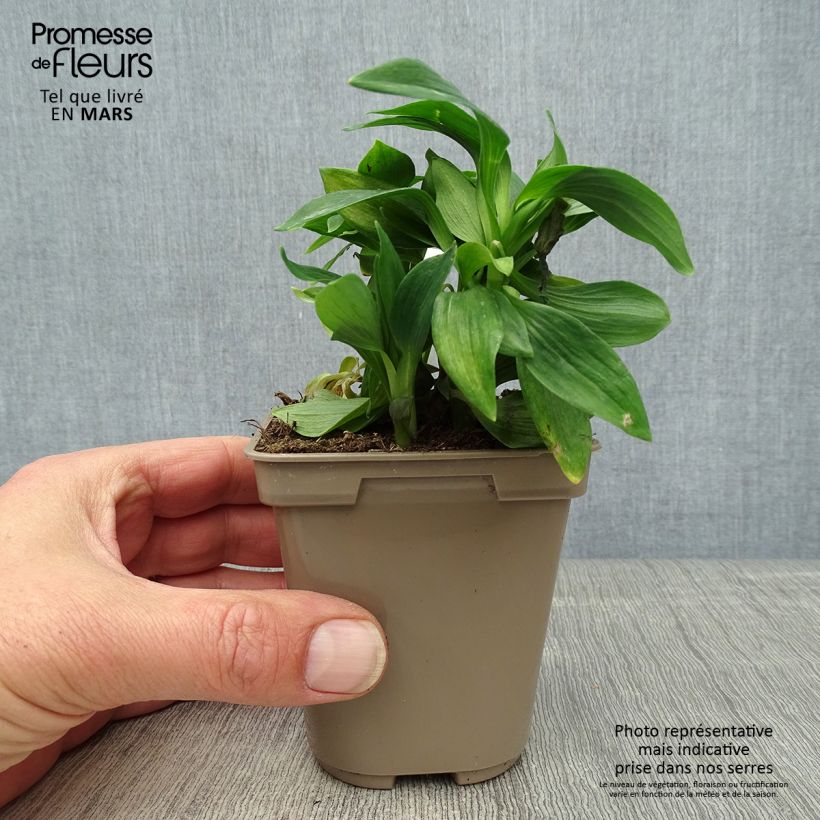 Example of Alstroemeria Majestic Mazé Vasetto da 8/9 cm as you get in printemps