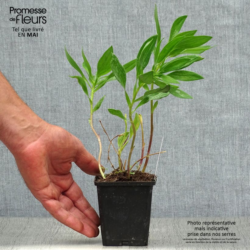 Example of Alstroemeria Majestic Montsoreau Vasetto da 8/9 cm as you get in printemps