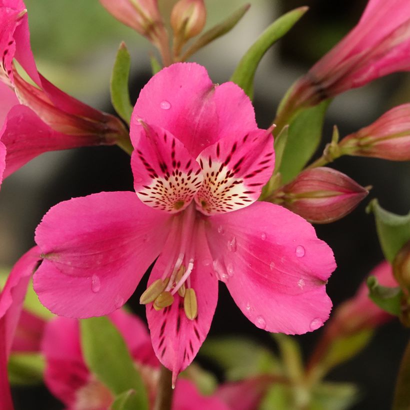 Alstroemeria Majestic Montsoreau (Fioritura)