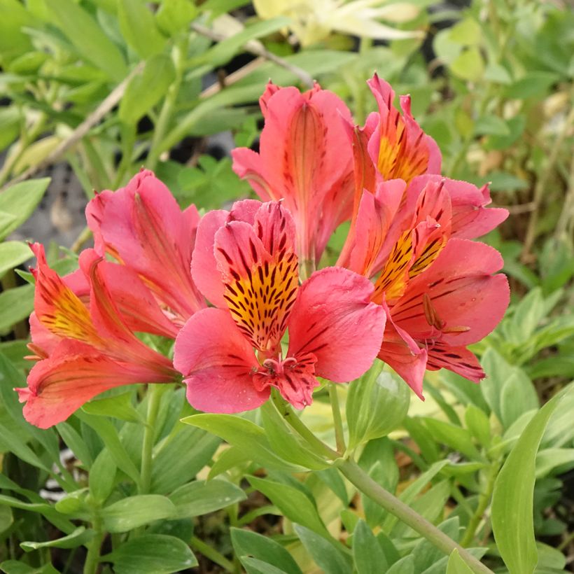 Alstroemeria Majestic Tiercé (Fioritura)