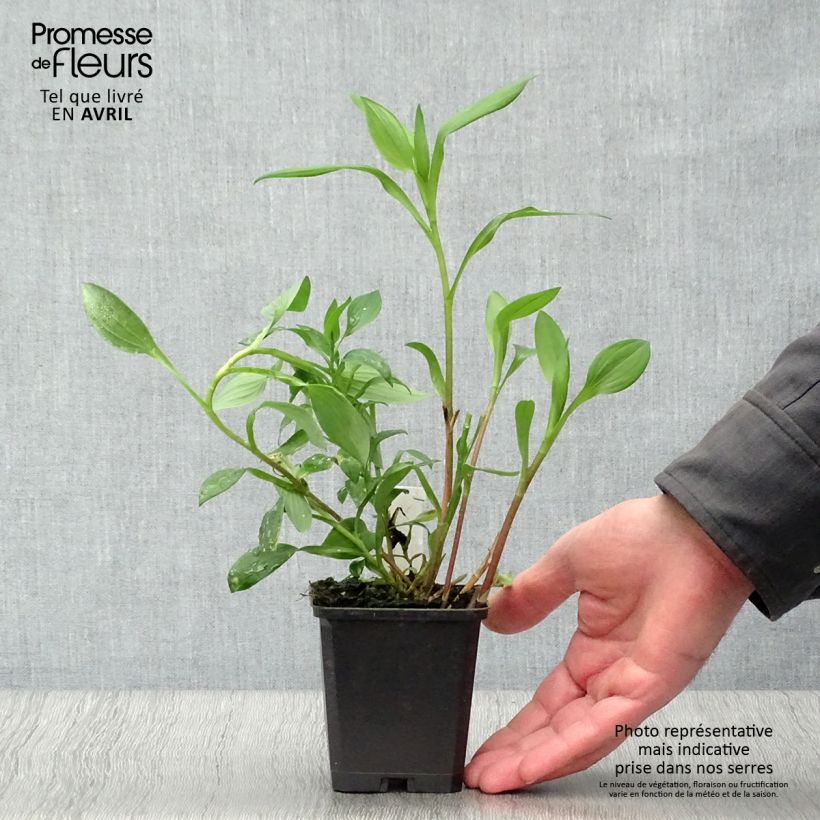 Example of Alstroemeria Majestic Aubance Vasetto da 8/9 cm as you get in printemps