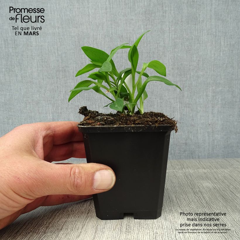 Example of Alstroemeria Majestic Briançon Vasetto da 8/9 cm as you get in printemps