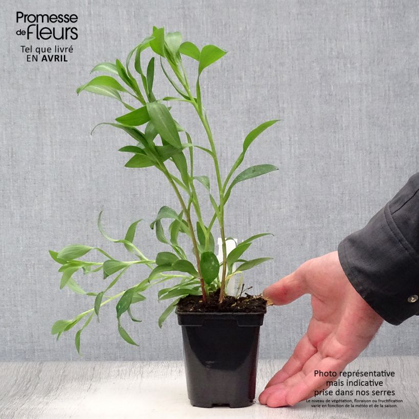 Alstroemeria Majestic Brissac Vasetto da 8/9 cm esemplare consegnato in primavera