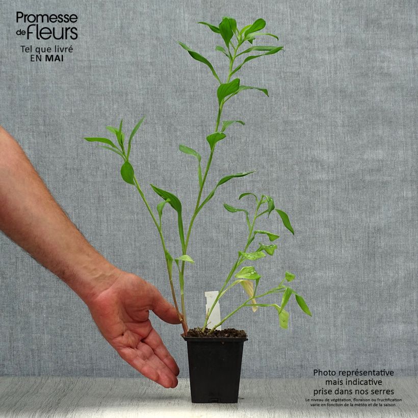 Example of Alstroemeria Majestic Chartrené Vasetto da 8/9 cm as you get in printemps