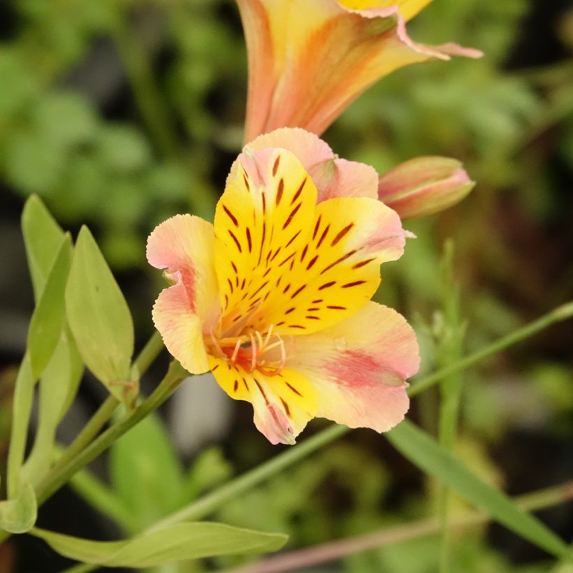 Alstroemeria Majestic Chartrené (Fioritura)