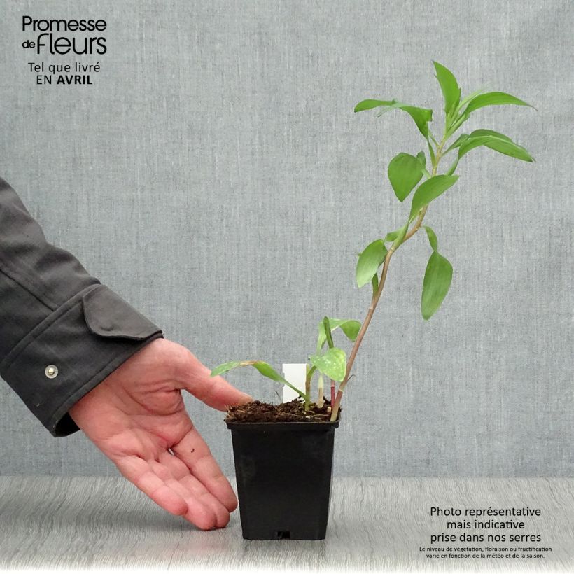 Example of Alstroemeria Majestic Chinon Vasetto da 8/9 cm as you get in printemps