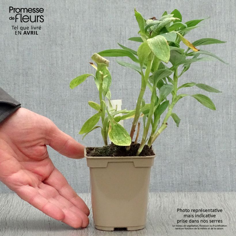 Alstroemeria Majestic Fougeré Vasetto da 8/9 cm esemplare consegnato in primavera