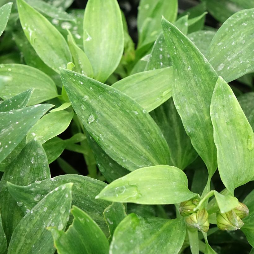Alstroemeria Pitchounes Chloé (Fogliame)