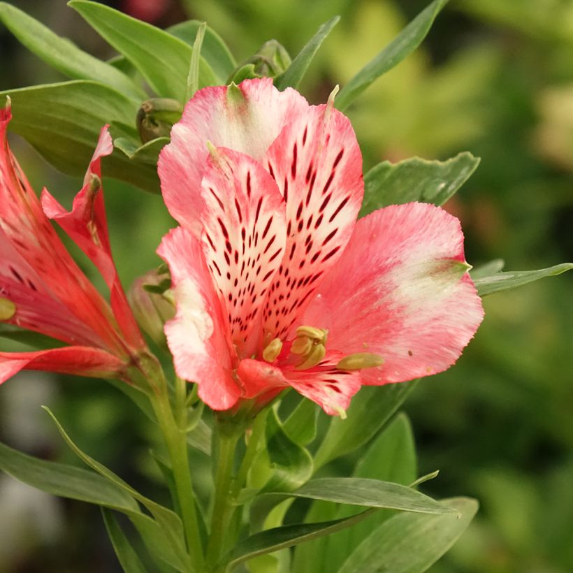 Alstroemeria Pitchounes Chloé (Fioritura)