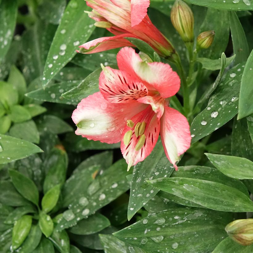 Alstroemeria Pitchounes Chloé (Fioritura)